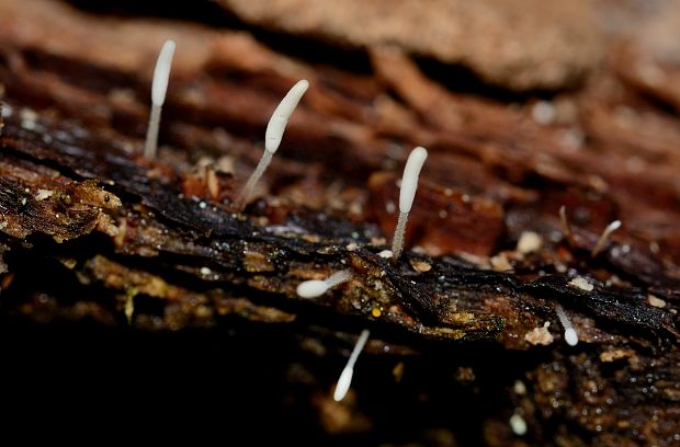 piestovka listová Typhula setipes  (Grev.) Berthier