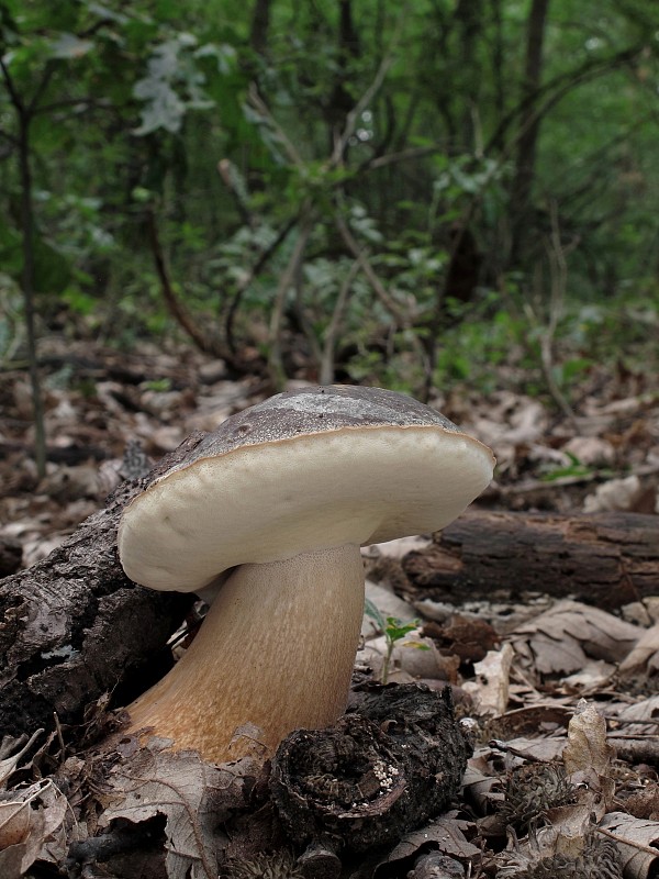 hríb bronzový Boletus aereus Bull. ex Fr.