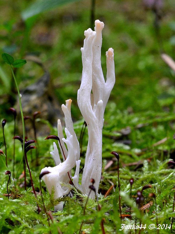 konárovka vráskavá Clavulina rugosa (Bull.) J. Schröt.