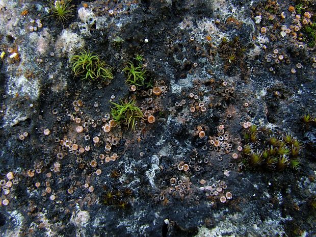 kryptovka jenská Gyalecta jenensis var. jenensis (Batsch) Zahlbr.