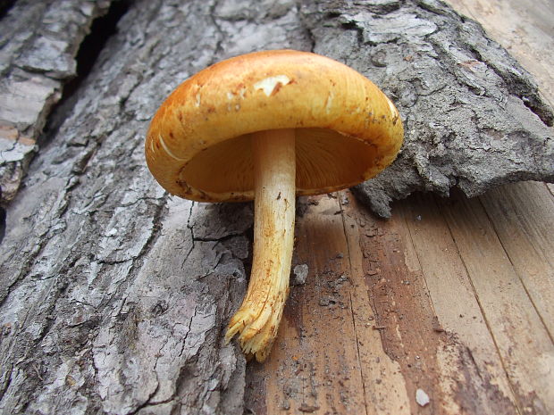 šupinovka Pholiota sp.