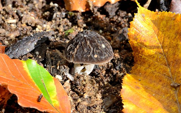 štítovka sivá Pluteus thomsonii (Berk. & Broome) Dennis