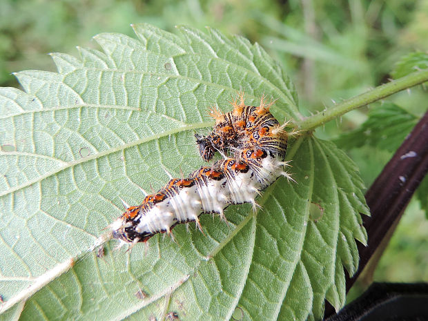 babôčka zubatokrídla / babočka bílé C Polygonia c-album Linnaeus, 1758