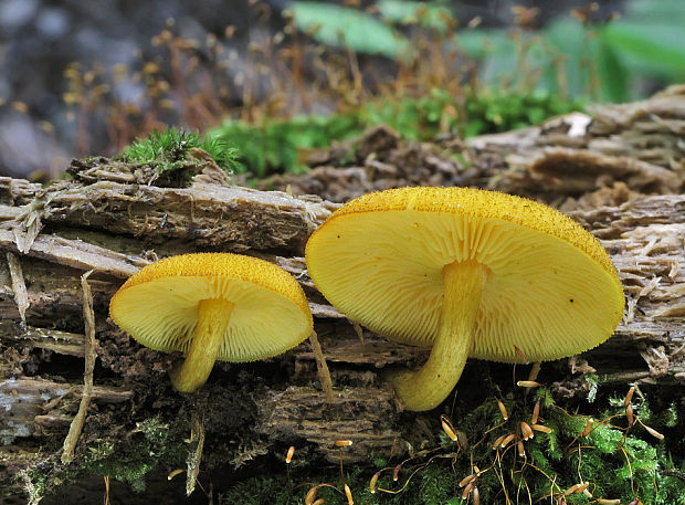 čírovec ozdobný Tricholomopsis decora (Fr.) Singer