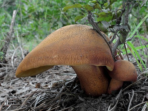 čírovec červenožltý Tricholomopsis rutilans (Schaeff.) Singer