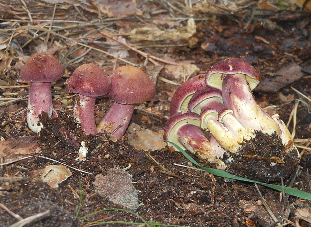 čírovec červenožltý Tricholomopsis rutilans (Schaeff.) Singer