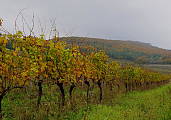 vinohrady v jeseni