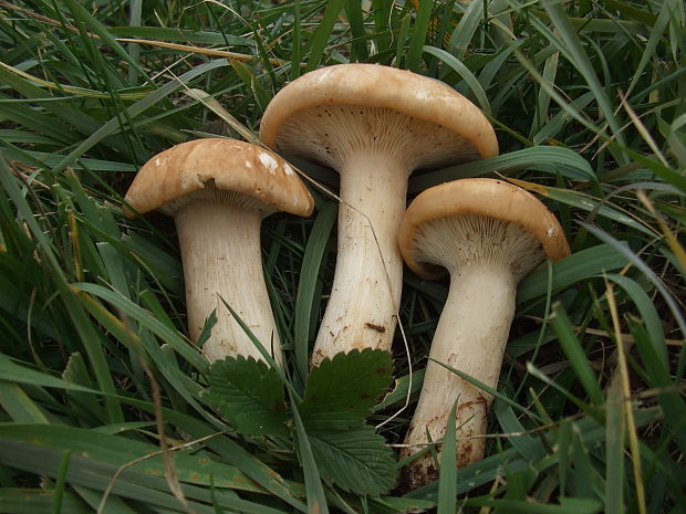 čírovnica májová Calocybe gambosa (Fr.) Donk