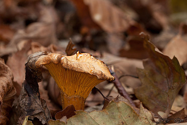 kuriatko jedlé Cantharellus cibarius Fr.