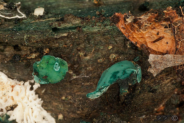 zelenica Chlorociboria sp.