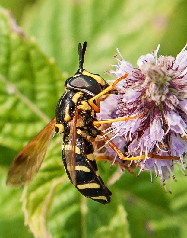 pestrica Chrysotoxum festivum