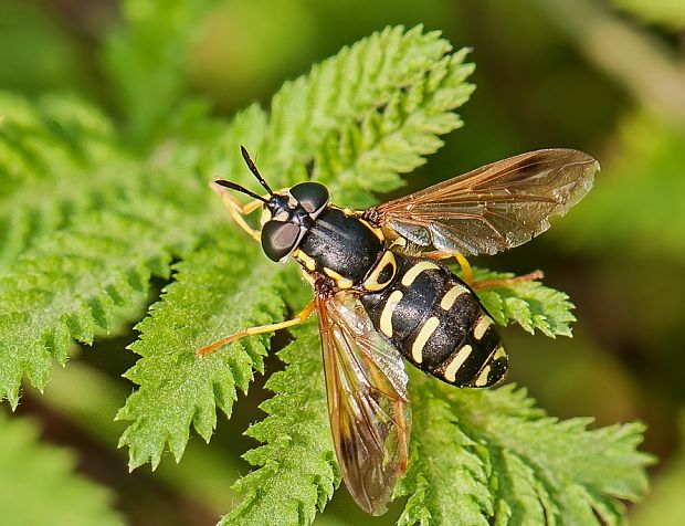 pestrica Chrysotoxum festivum ♀