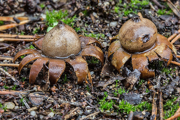 hviezdovka kvetovitá Geastrum floriforme Vittad.