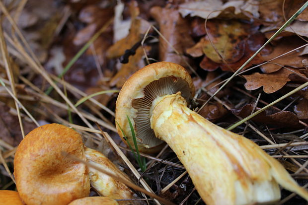 šupinovec nádherný Gymnopilus junonius (Fr.) P.D. Orton