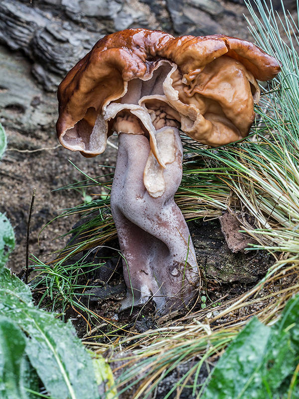 ušiak mitrovitý Gyromitra infula (Schaeff.) Quél.