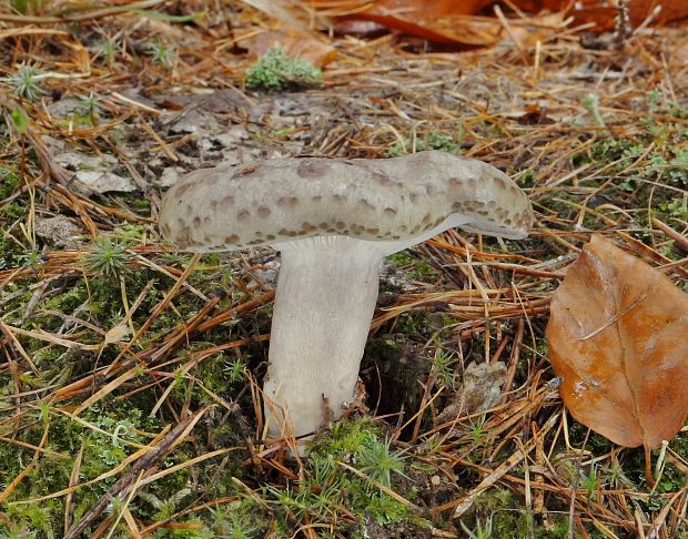 rýdzik sivozelený Lactarius blennius (Fr.) Fr.