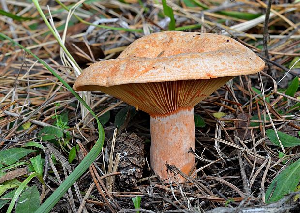 rýdzik pravý Lactarius deliciosus (L.) Gray