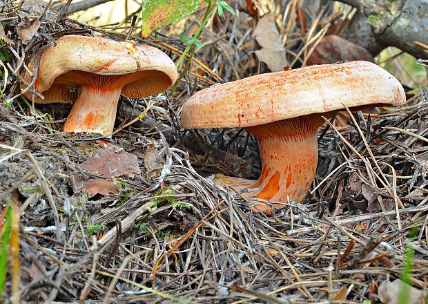 rýdzik pravý Lactarius deliciosus (L.) Gray