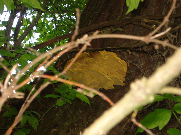 sírovec obyčajný Laetiporus sulphureus (Bull.) Murrill