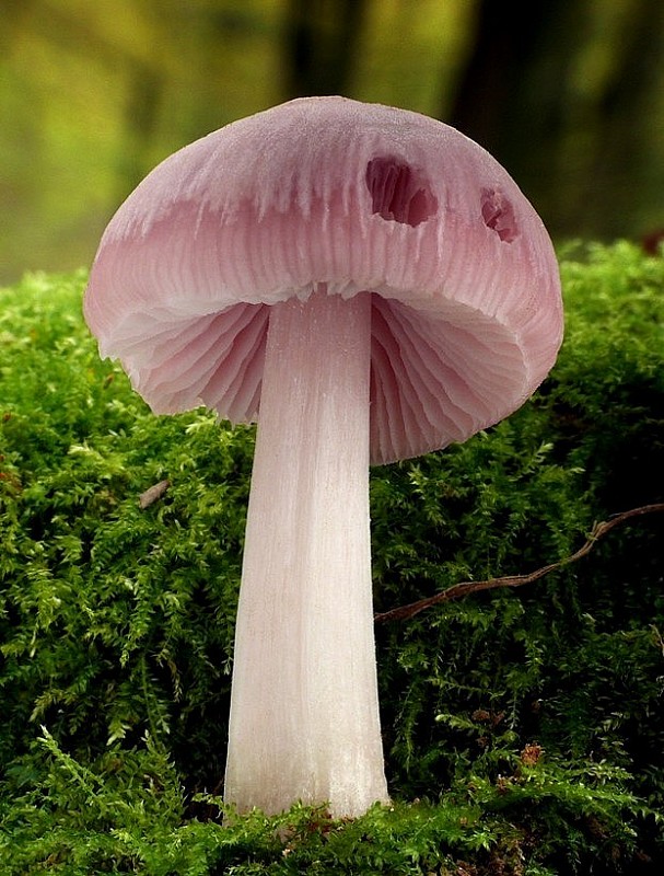 prilbička ružovkastá Mycena rosea Gramberg