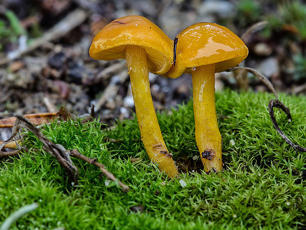 šupinovka? Pholiota sp.