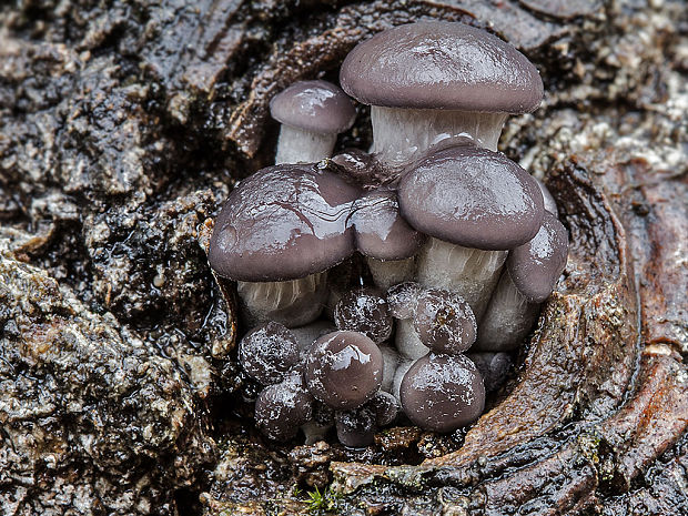 hliva ustricovitá Pleurotus ostreatus (Jacq.) P. Kumm.