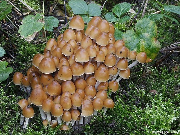 drobuľka trsovitá Psathyrella multipedata (Peck) A.H. Sm.