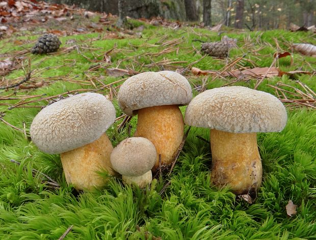 masliak strakatý Suillus variegatus (Sw.) Kuntze