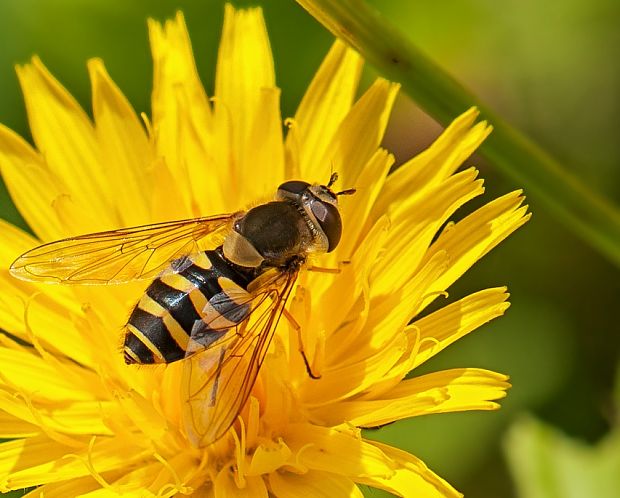 pestrica ríbezľova Syrphus ribesii