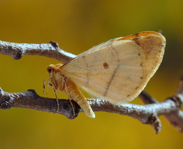 piadivka pomarančová Agriopis aurantiaria