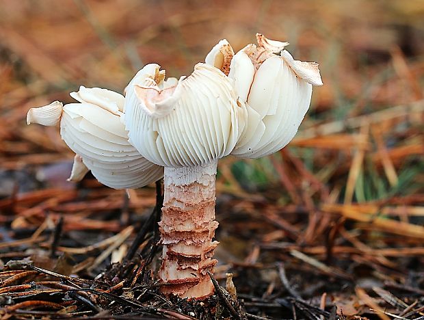 muchotrávka červenkastá Amanita rubescens Pers.