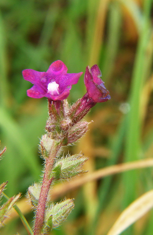 smohla lekárska Anchusa officinalis L.