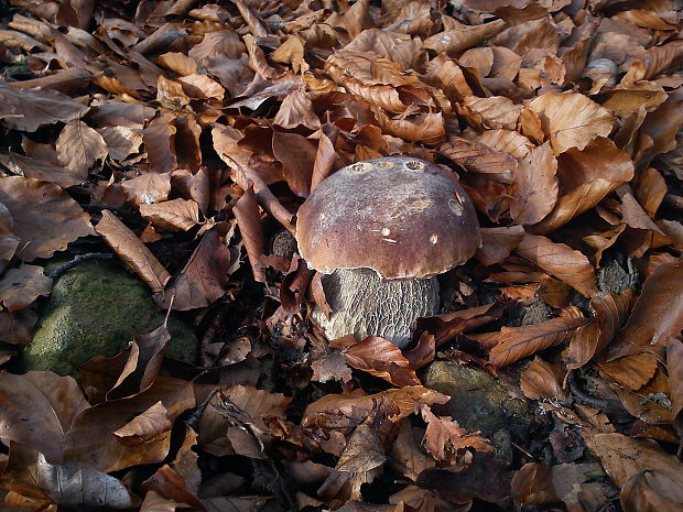 hríb smrekový Boletus edulis Bull.