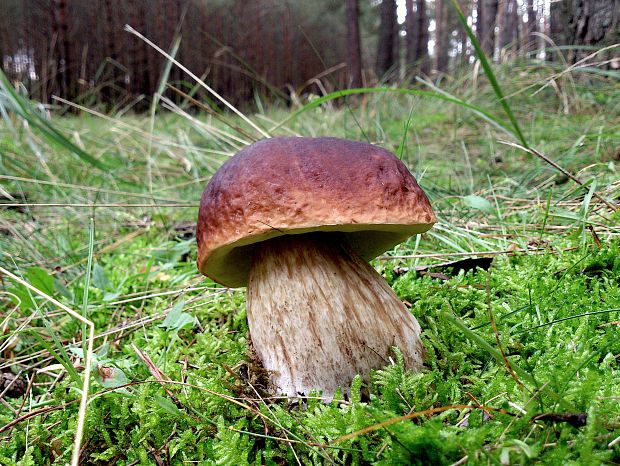 hríb smrekový Boletus edulis Bull.