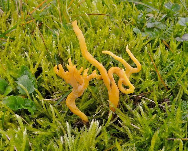 pakonárovka parôžkovitá Clavulinopsis corniculata (Schaeff.) Corner