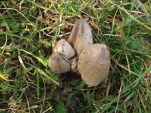 hnojník atramentový šupinatý Coprinus atramentarius var. soboliferus (Fr.) Rea