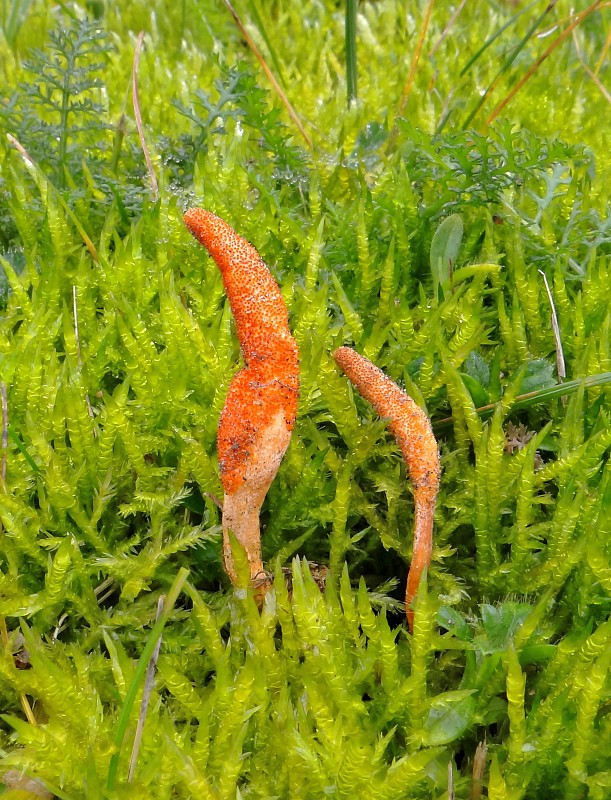 žezlovka hmyzová Cordyceps militaris (Fr.) Link