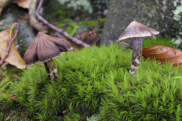 pavučinovec pružný vejárovitý Cortinarius cf. flexipes var. flabellus (Fr.) H. Lindstr. & Melot