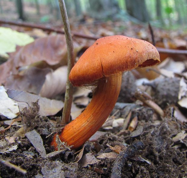 pavučinovec rumelkový Cortinarius cinnabarinus Fr.