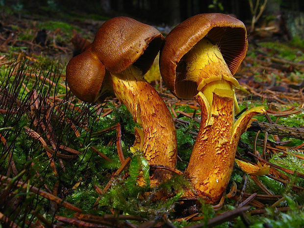 pavučinovec Cortinarius sp.