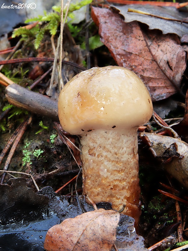 pavučinovec mazľavý Cortinarius trivialis J.E. Lange