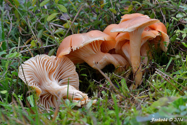 lúčnica statná Cuphophyllus pratensis (Fr.) Bon