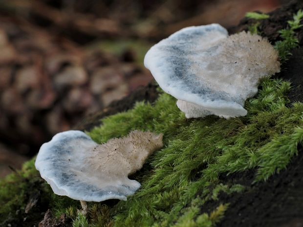 šťavnatec modrastý Cyanosporus caesius (Schrad.) McGinty