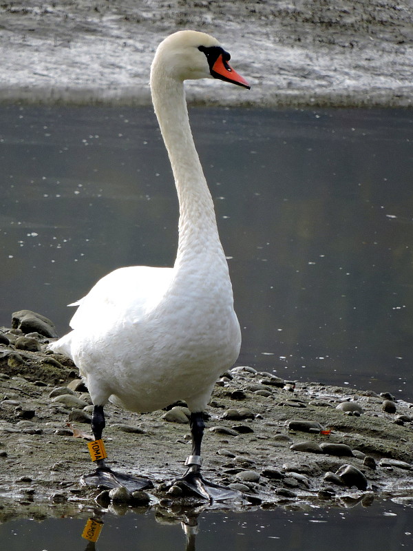 labuť velká   Cygnus olor