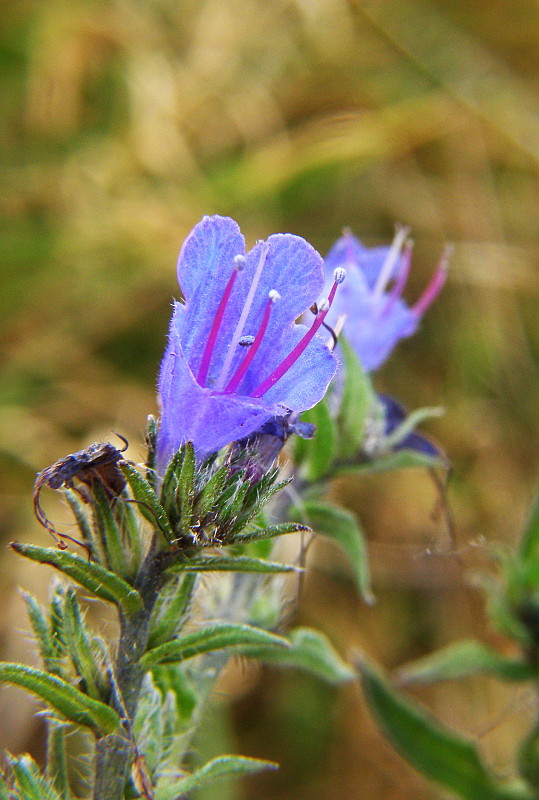 hadinec obyčajný Echium vulgare L.