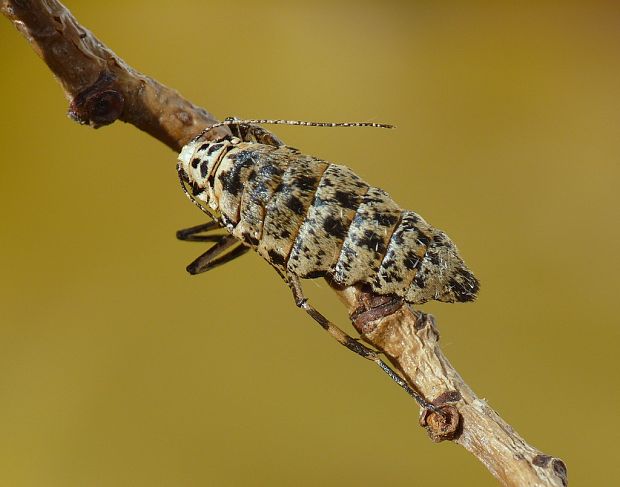 piadivka zimná Erannis defoliaria