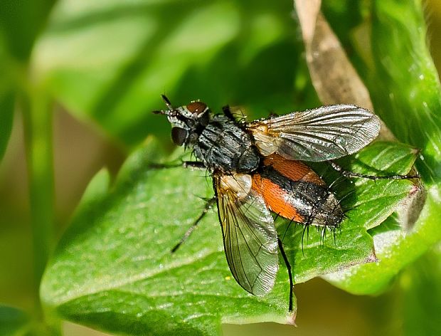 bystruša Eriothrix rufomaculatus