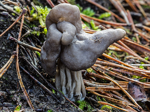 chriapač jamkatý Helvella lacunosa Afzel.