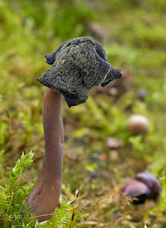 chriapač Helvella sp.