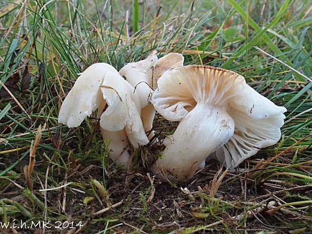 lúčnica snehobiela bledookrová Hygrocybe virginea var. ochraceopallida (P.D. Orton) Boertm.